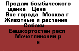 Продам бомбического щенка › Цена ­ 30 000 - Все города, Москва г. Животные и растения » Собаки   . Башкортостан респ.,Мечетлинский р-н